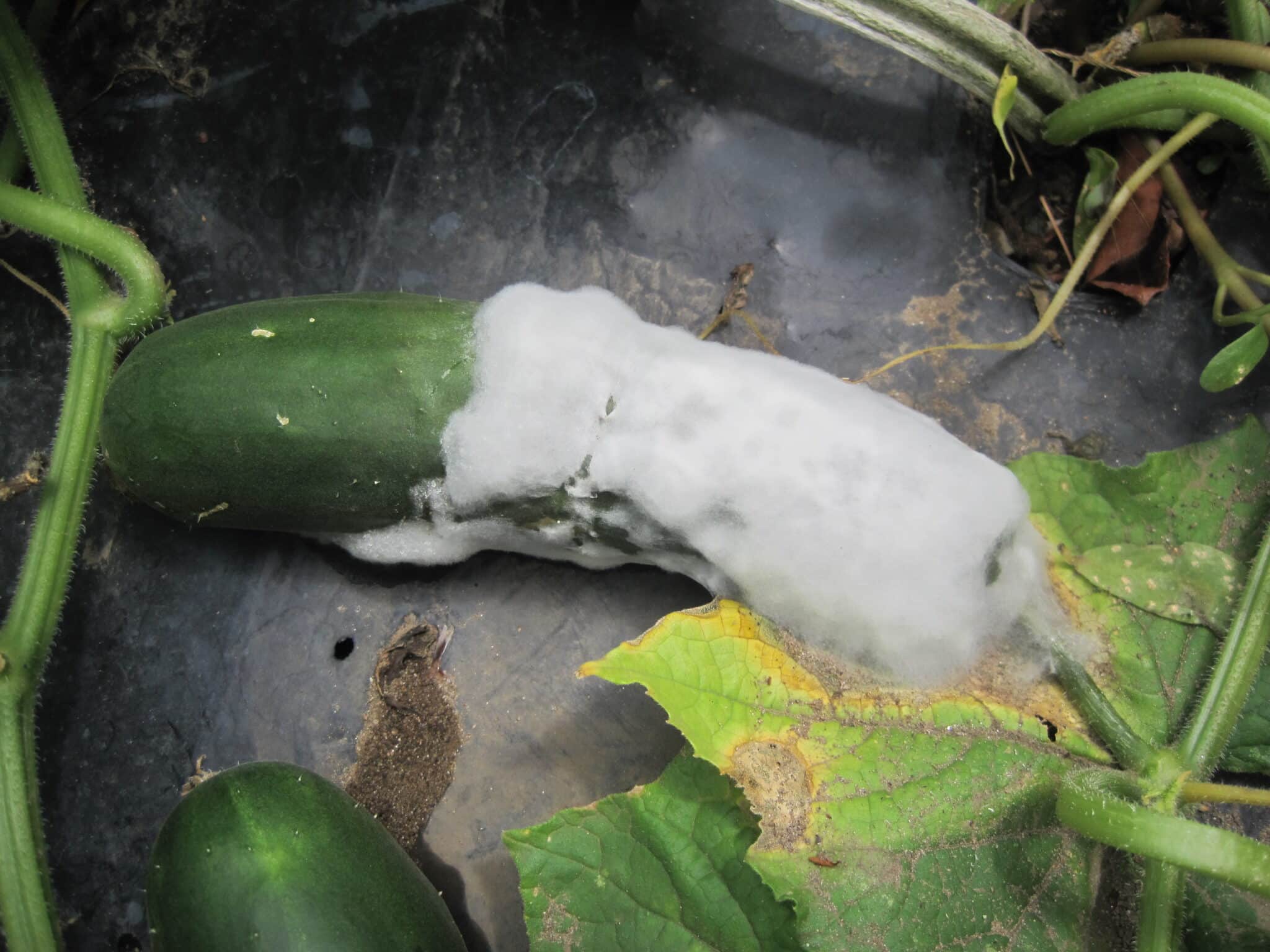 Verrotten Ihre Gurken vor der Ernte an der Pflanze? Unsere Lösungen zur Rettung Ihres Gemüses