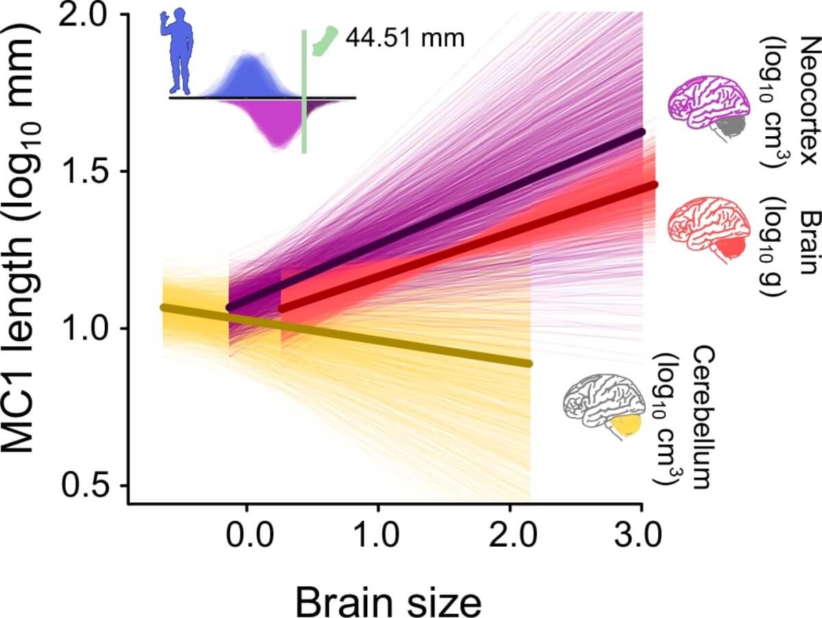 Entdeckung zur Evolution des Homo sapiens bestätigt, dass unsere Daumen eine entscheidende Rolle bei der Vergrößerung des Gehirns gespielt haben