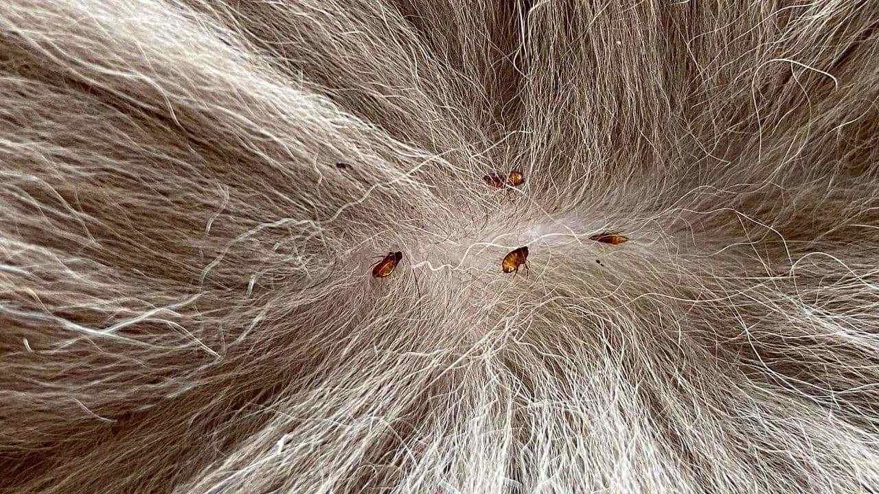 Auf Wiedersehen, Flöhe, für immer: ein von Tierärzten empfohlenes Hausmittel