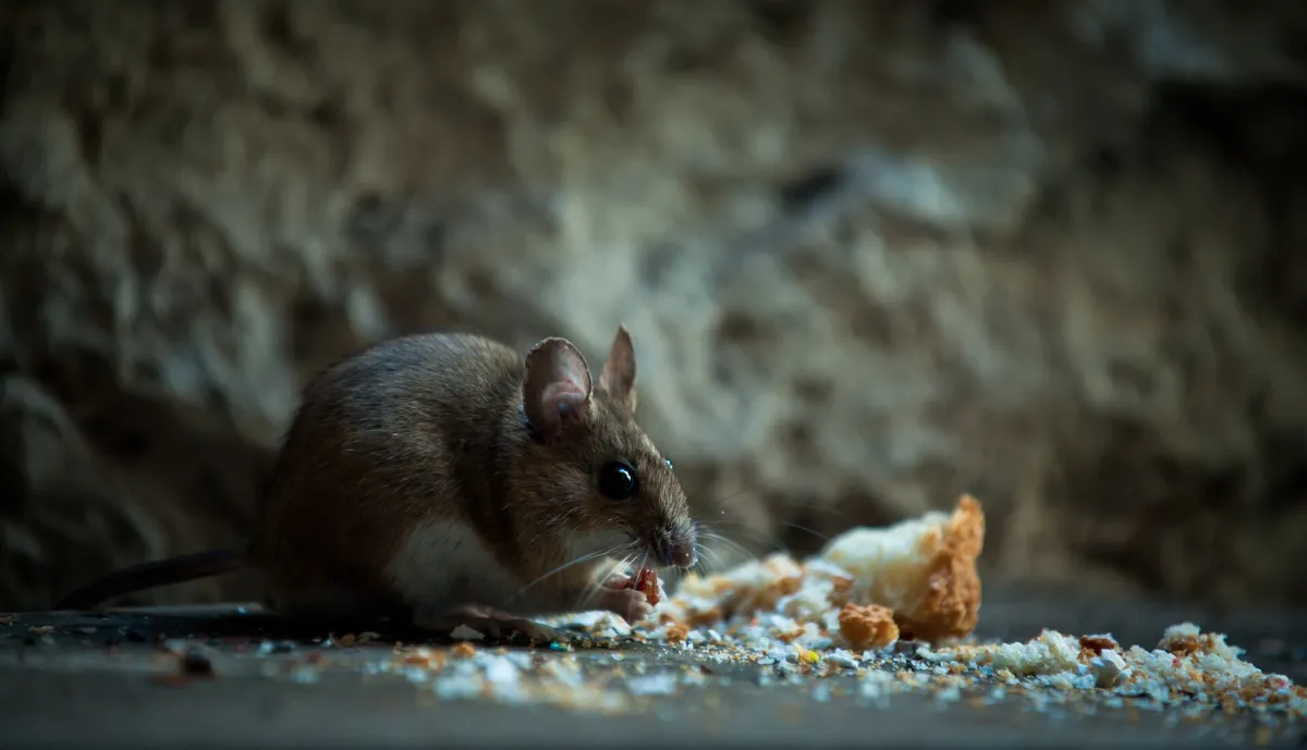 Wie man Ratten im Haus mit einer Münze loswird: eine einfache und effektive Falle