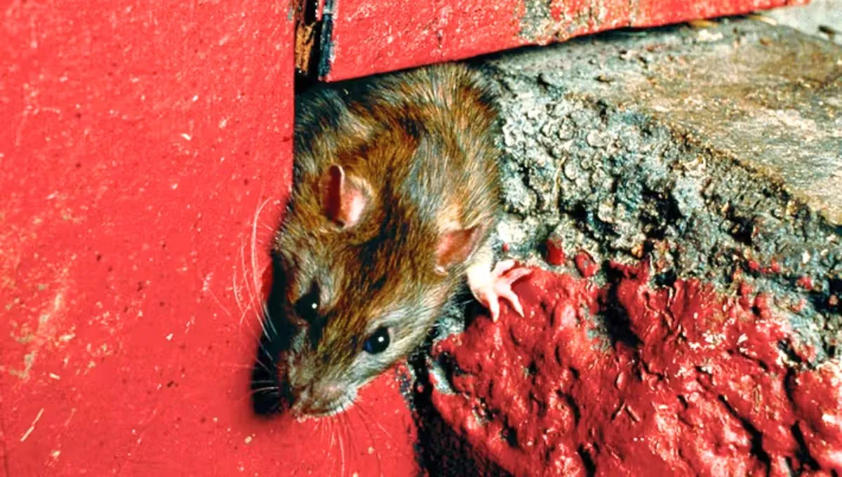 Wie man Ratten im Haus mit einer Münze loswird: eine einfache und effektive Falle