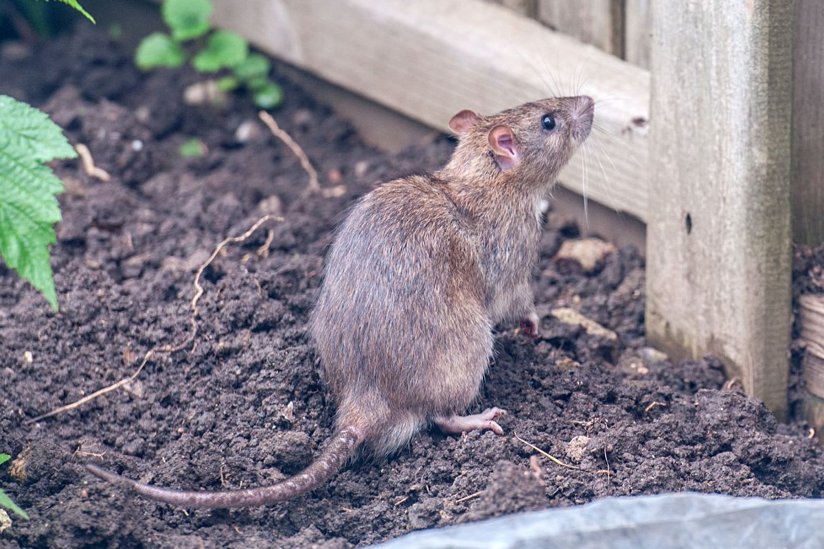 Ratten im Garten: Dieses alltägliche Mittel ist sehr wirksam, um sie zu vertreiben (außerdem riecht es sehr angenehm).
