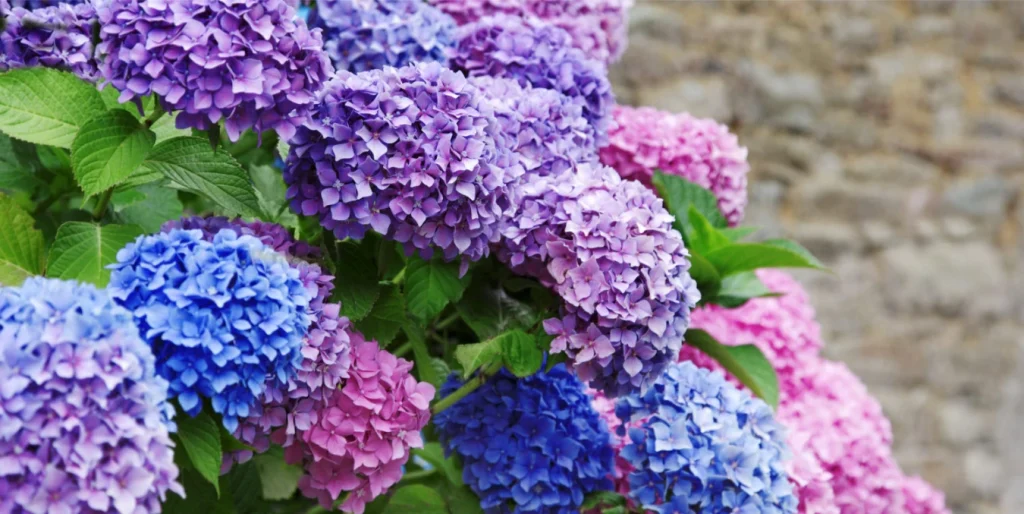 Gießen Sie die geschwächte Hortensie – nach einigen Tagen werden die Blätter und Blüten ihren Glanz wiedererlangen.