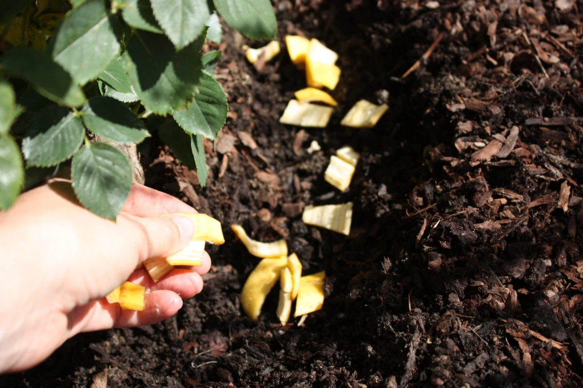 Wie man Eierschalen und Bananen verwendet, um kräftigere Pflanzen und eine üppige Blüte zu erzielen.