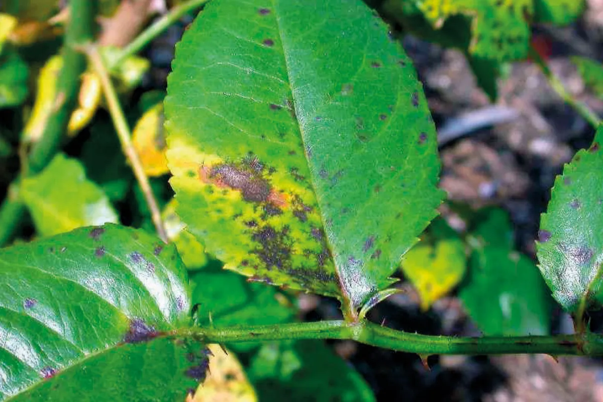 Kostet wenig und wirkt. Ein phänomenales Mittel gegen Schwarzflecken bei Rosen