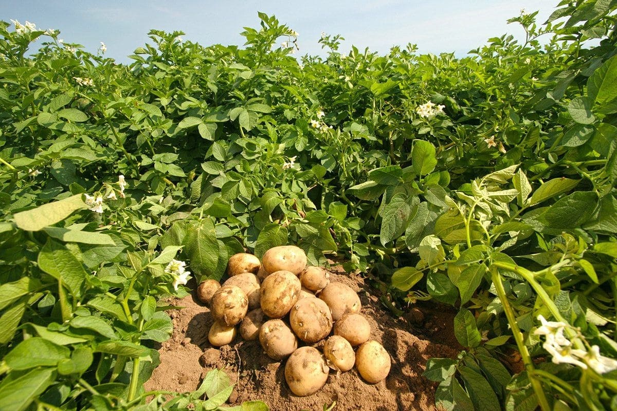 Wie man Kartoffeln im August pflanzt, um im Herbst die letzte Ernte einzuholen.