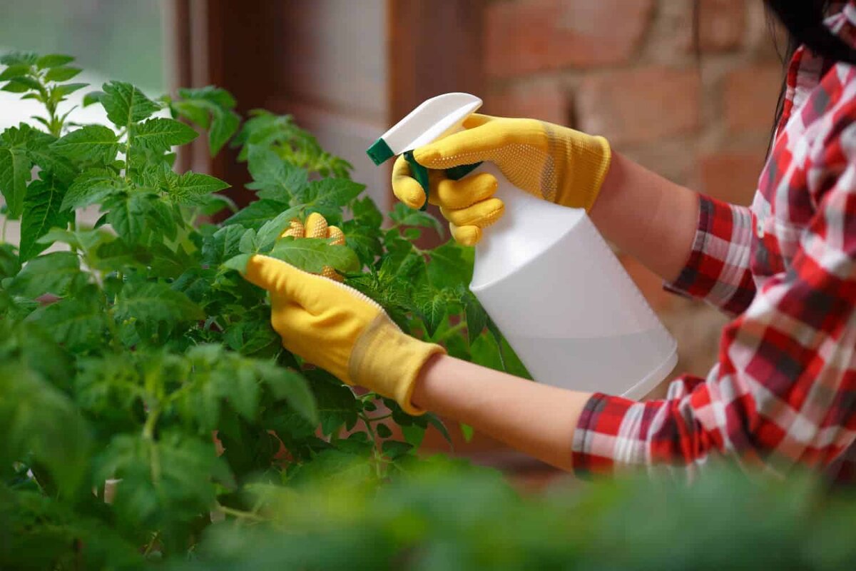 Die Krankheit wird Ihre Tomaten nicht befallen. Verdünnen Sie noch heute 1 Liter Wasser und besprühen Sie Ihre Tomaten. Hausmittel gegen Kartoffelfäule bei Tomaten.