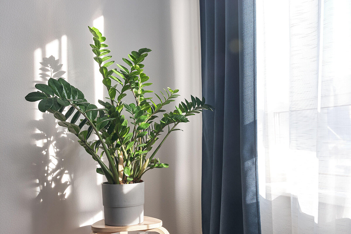 Gießen Sie dies in einen Topf, und Ihre Zamioculcas wird wieder aufleben, als käme sie gerade aus einem Urlaub in den Tropen.