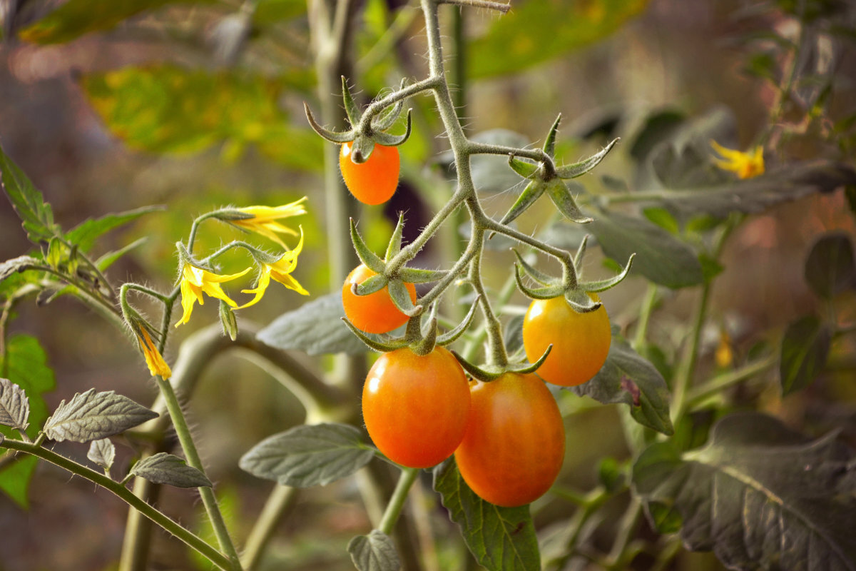 Werfen Sie den Würfel in den Eimer – die gelben Tomatenblätter verschwinden schneller, als Sie denken.