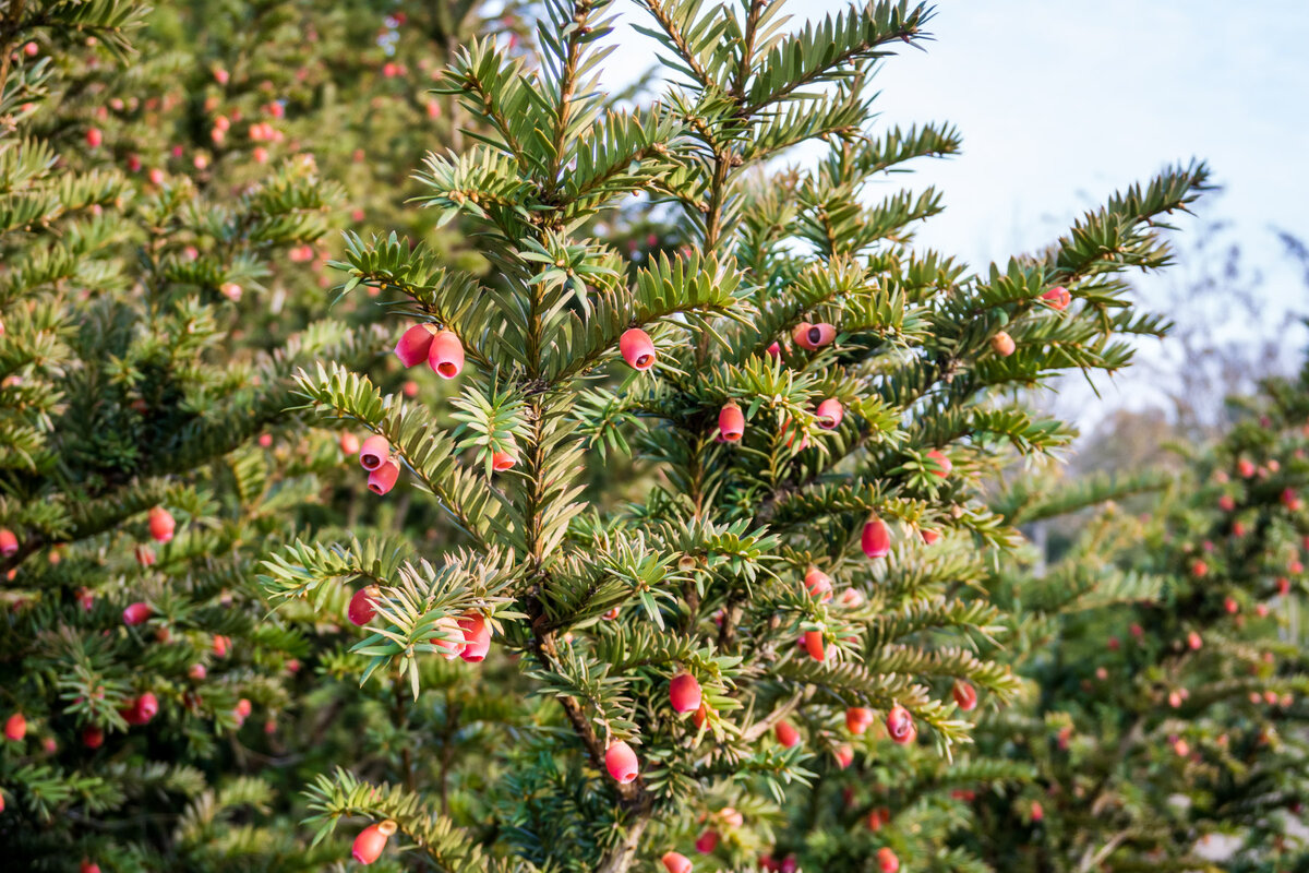Pflanzen Sie statt Thuja lieber eine andere Pflanze. Sie sieht besser aus und ist weniger anspruchsvoll.