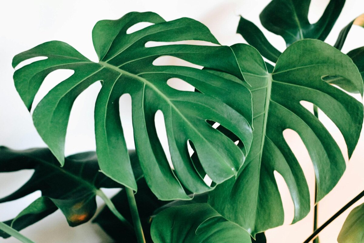 Wie man eine Monstera pflegt: Die Adam-Rippe ist eine der dankbarsten Pflanzen, die Ihrem Zuhause wieder zu voller Pracht verhilft.