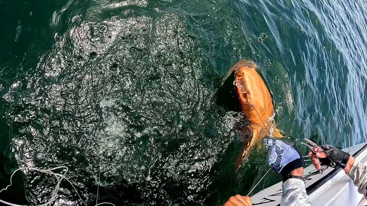 In Costa Rica wurde ein seltsamer Hai mit orangefarbener Haut und weißen Augen entdeckt