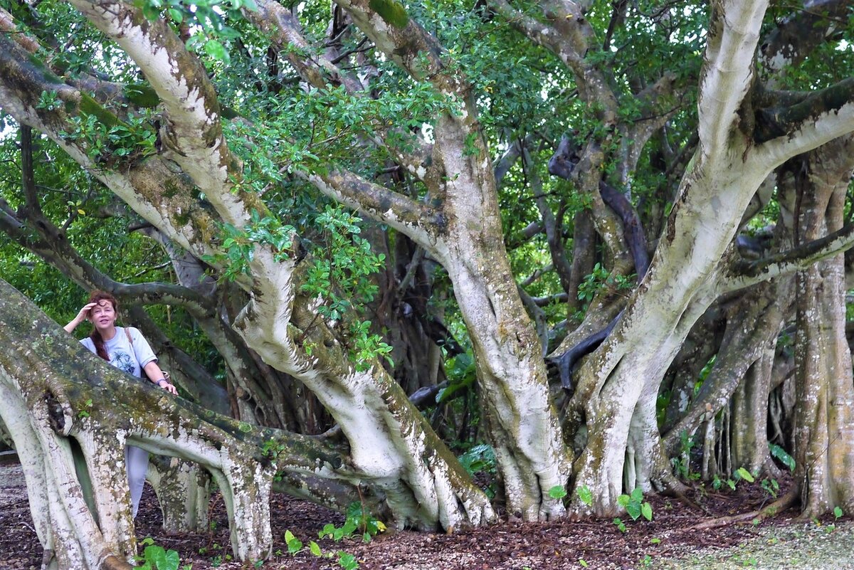 Der größte Feigenbaum der Welt steht auf Formentera und wird von 200 Holzpfählen gestützt.