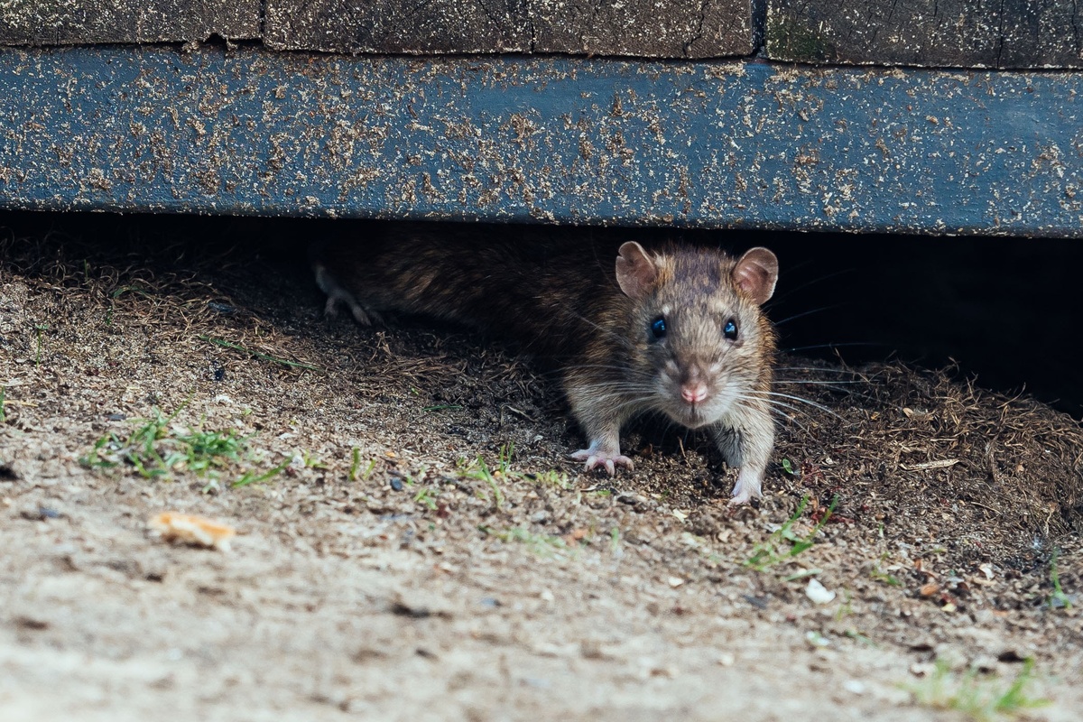 Ratten im Garten: Dieses alltägliche Mittel ist sehr wirksam, um sie zu vertreiben (außerdem riecht es sehr angenehm).