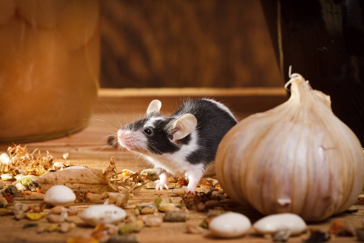 Ratten und Mäuse werden fliehen und für immer verschwinden, wenn Sie ihnen nur ein einziges Stück Futter übrig lassen.