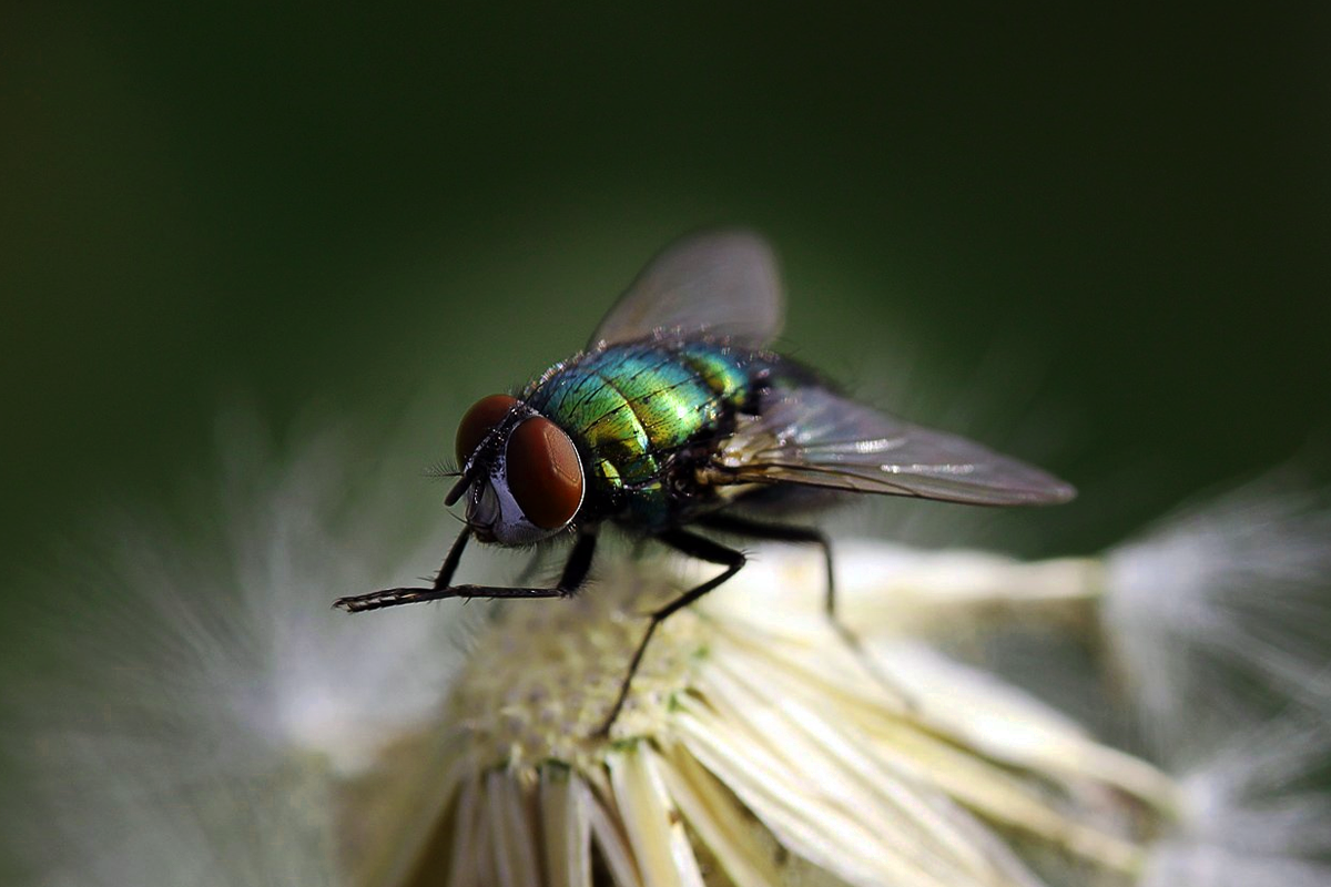 „Seit ich dieses einfache Ding aus Alufolie benutze, kommen die Fliegen nicht mehr zurück.“