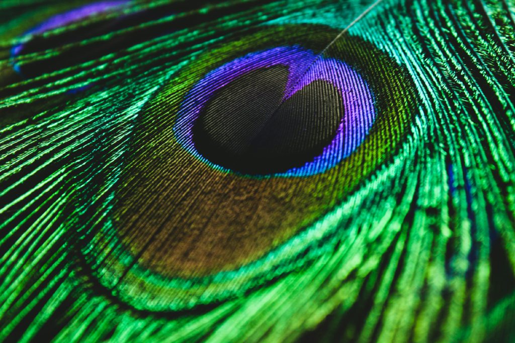 Pfauen haben Wissenschaftler überrascht. Ihre Federn wirken wie natürliche Laser.