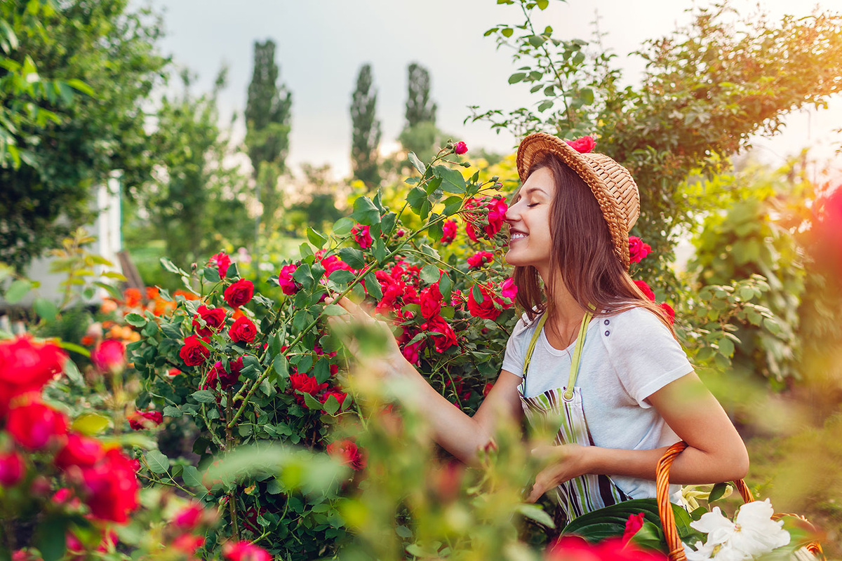 Diese sehr effektiven Tipps helfen Ihnen, den ganzen Sommer über die Blüte Ihrer Rosen zu genießen Wenn Sie möchten, dass Ihre Rosen den ganzen Sommer über blühen, gibt es einige Tipps, die Ihnen helfen werden!