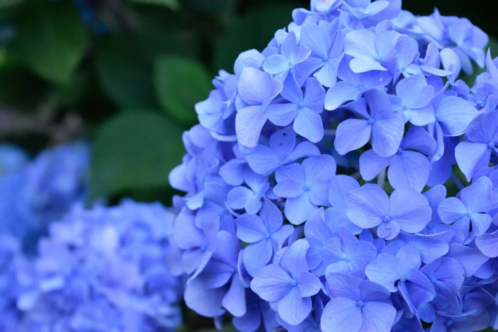 Gießen Sie diese Hortensie alle zwei Wochen. Sie wird dann blaue Blüten bilden.