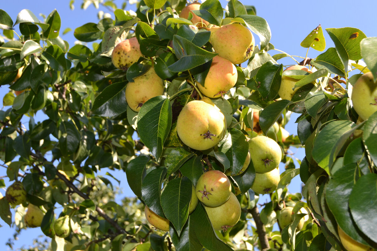7 Obstbäume, die im August beschnitten werden müssen, um eine reichhaltigere und qualitativ hochwertigere Ernte zu erzielen – meine unverzichtbare Checkliste für das Ende des Sommers von einem professionellen Gärtner
