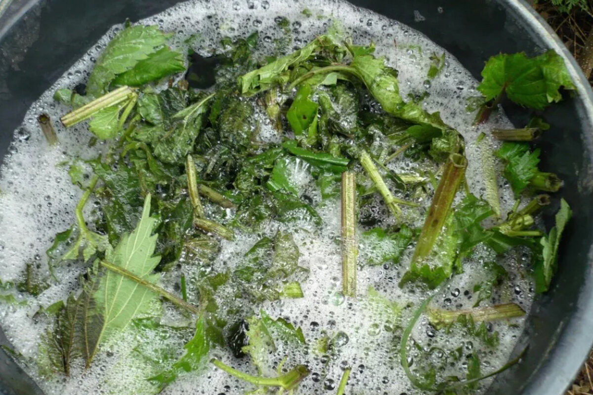 Dieser natürliche Aufguss schützt Ihre Tomaten und Zucchini den ganzen Sommer über vor Krankheiten.