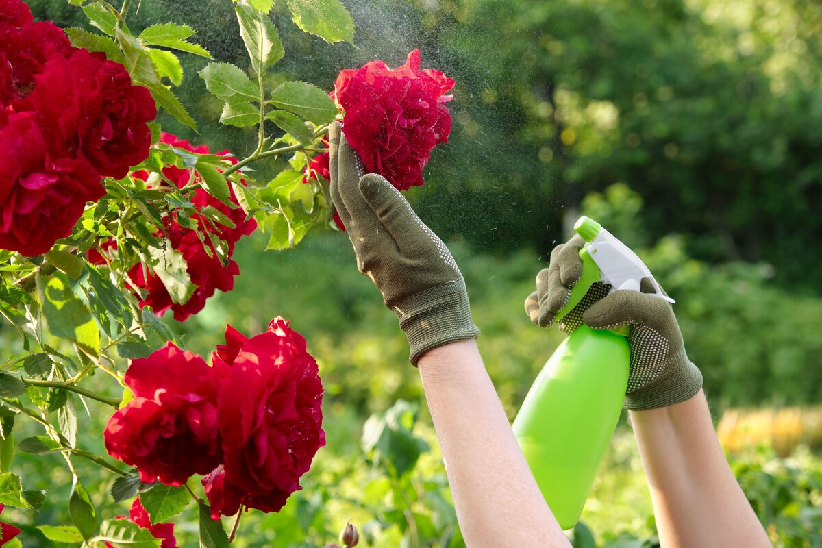 Ein Löffel dieses Pulvers reicht aus, um Rosen vor Pilzkrankheiten zu schützen.