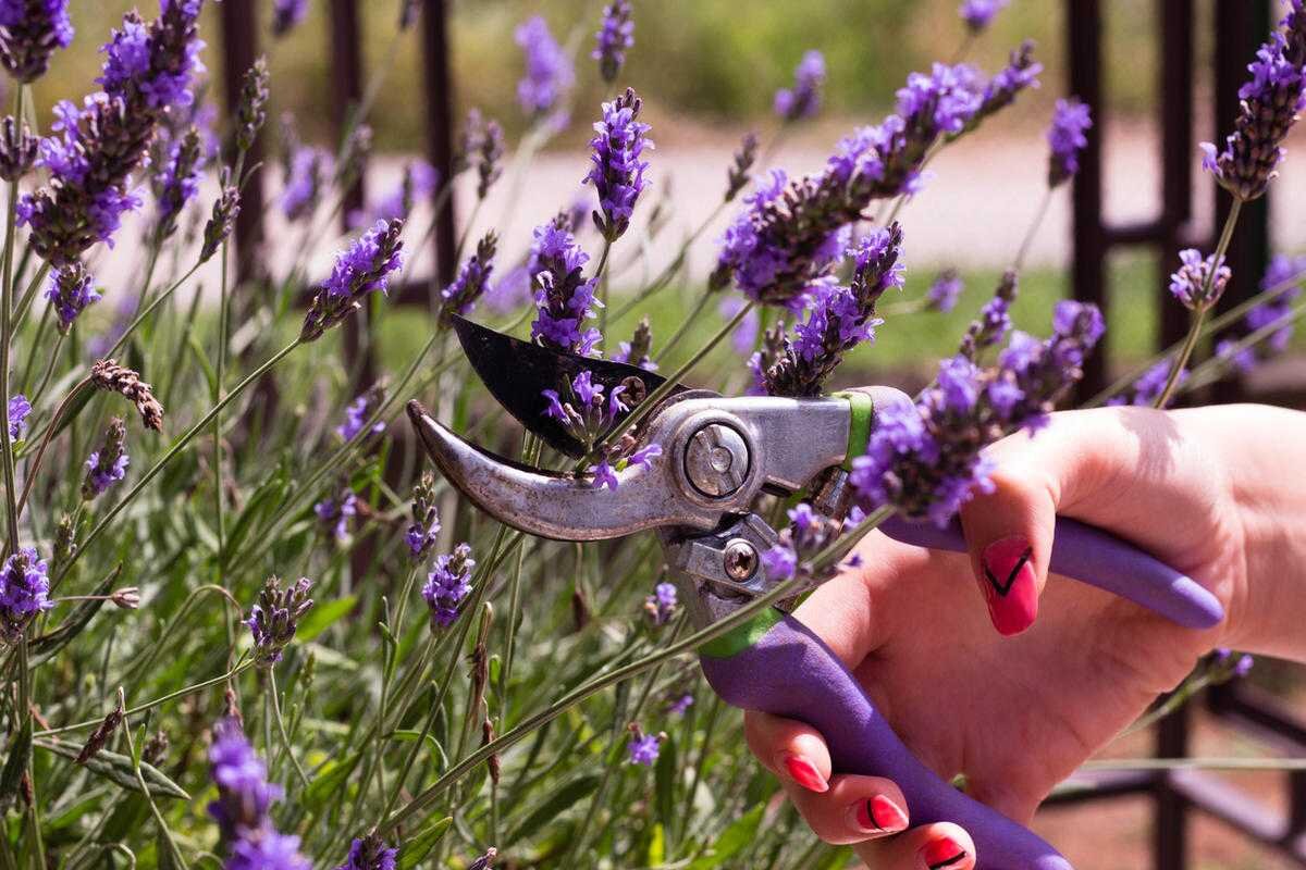 Schneiden Sie diese Woche Ihren Lavendel zurück – damit Sie sich bis Oktober an den Blüten erfreuen können