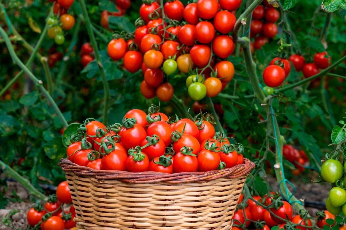 Tomaten: Wie man die Reifung der letzten Früchte mit einem speziellen Schnitt am Ende des Sommers beschleunigen kann
