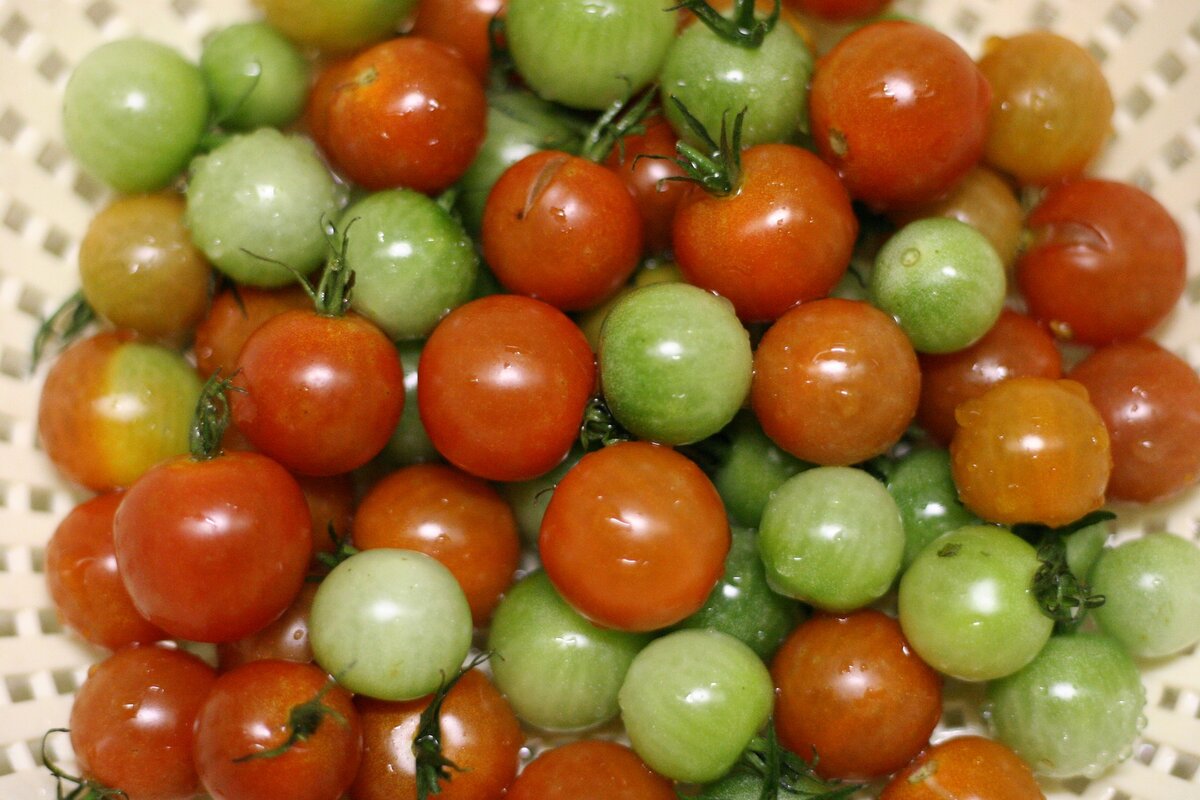 Haben Sie unreife Tomaten gekauft? Legen Sie sie an diesen Ort, und sie werden sofort rot