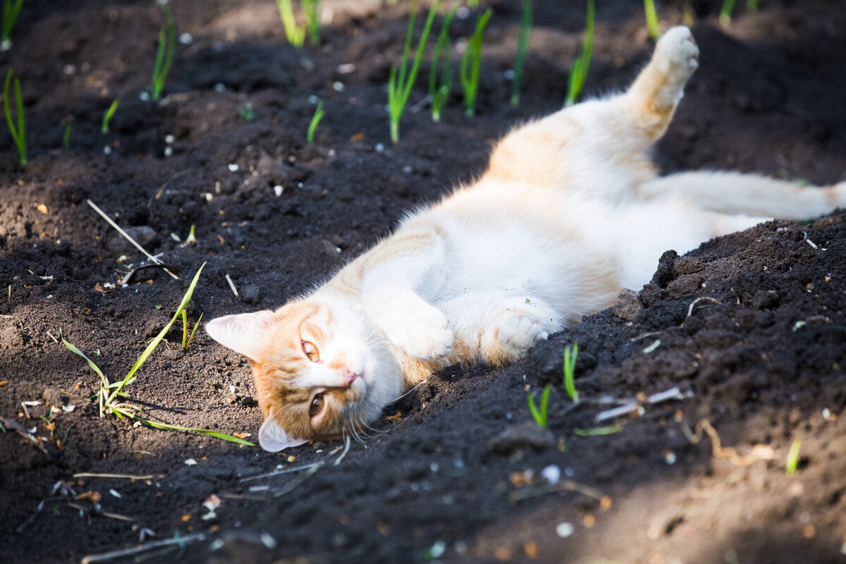 Hat die Nachbarskatze Ihren Gemüsegarten verwüstet? Nutzen Sie diese einfachen Tipps, um Ihre Pflanzen zu schützen und Ihre Ernte zu retten.