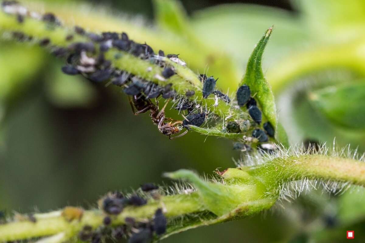 Nur 2 Zutaten aus der Küche. Sprühen Sie gegen Blattläuse, wirksamer als chemische Mittel aus dem Gartencenter