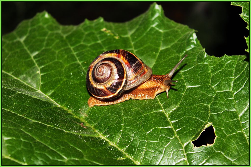 Streuen Sie es anstelle von Salz. Schnecken werden keine Spuren in Ihrem Garten hinterlassen.