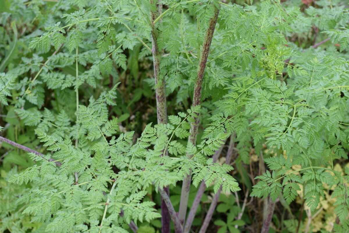 Sieht aus wie Petersilie, kann aber giftig sein. Seien Sie vorsichtig, was Sie im Garten pflücken.