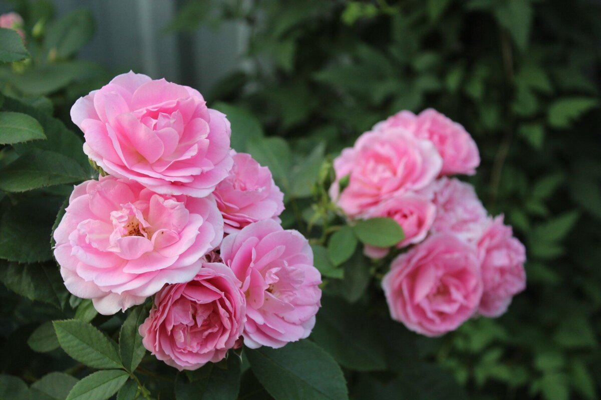 Beginnen Sie am Ende des Sommers mit dem Stecken von Rosen, das ist ganz einfach!