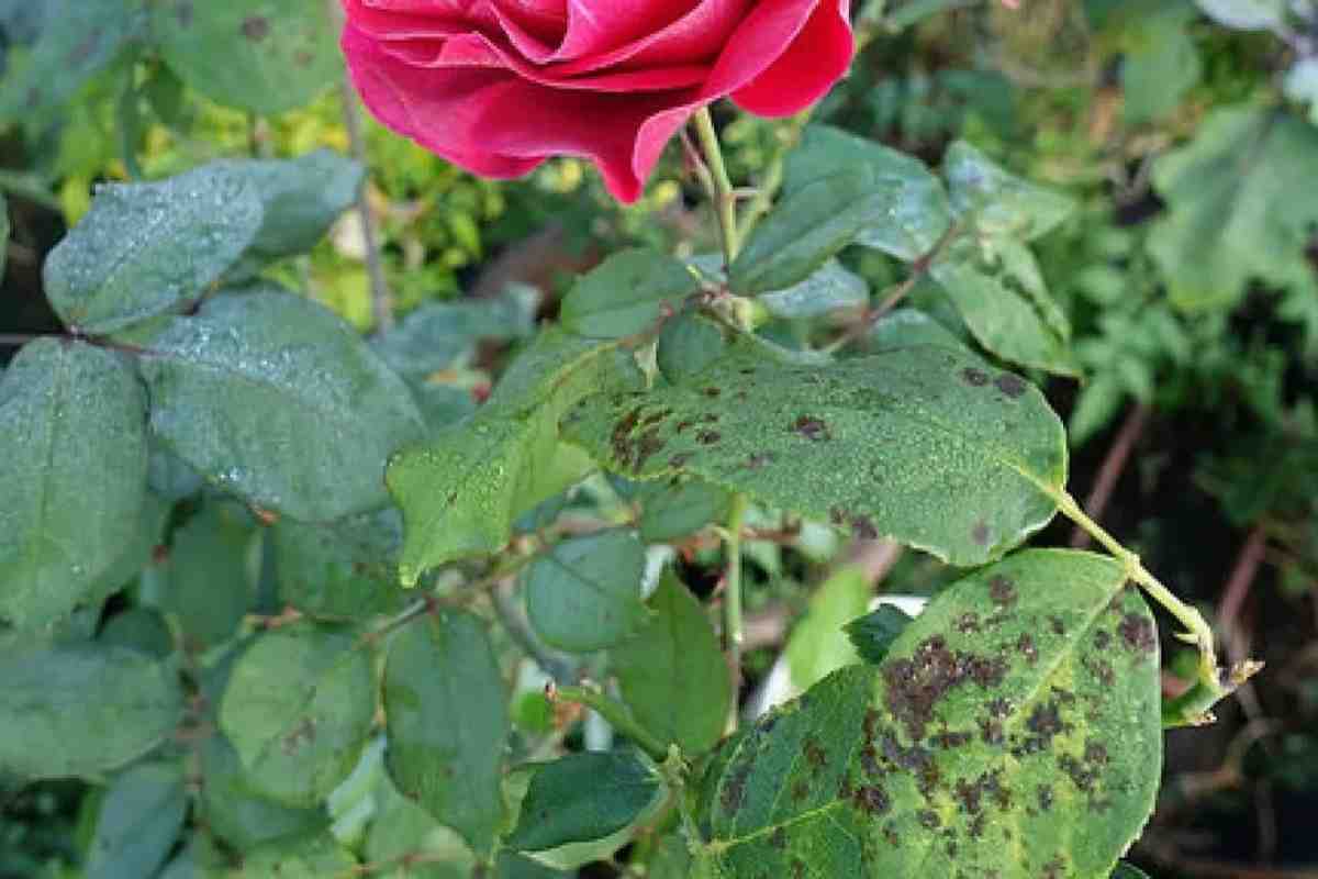 Sammeln, trocknen, auskochen – und die Schwarzfleckigkeit der Rosen gehört der Vergangenheit an