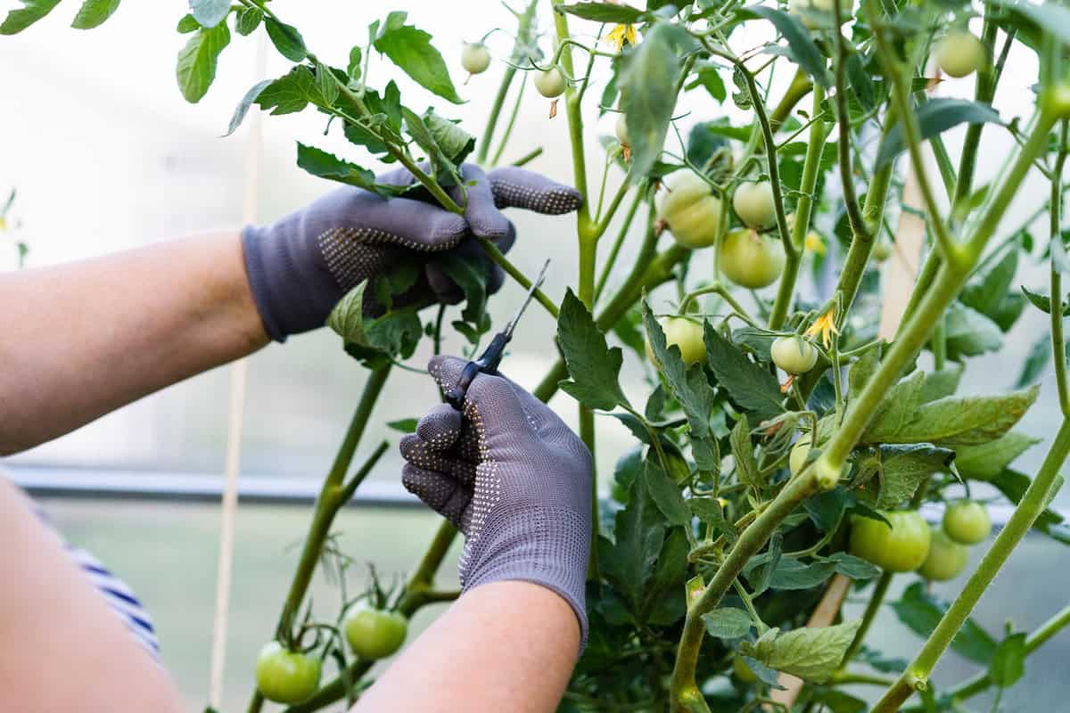 Verdoppeln Sie Ihre Tomatenernte mit diesem kleinen Trick von professionellen Gärtnern!