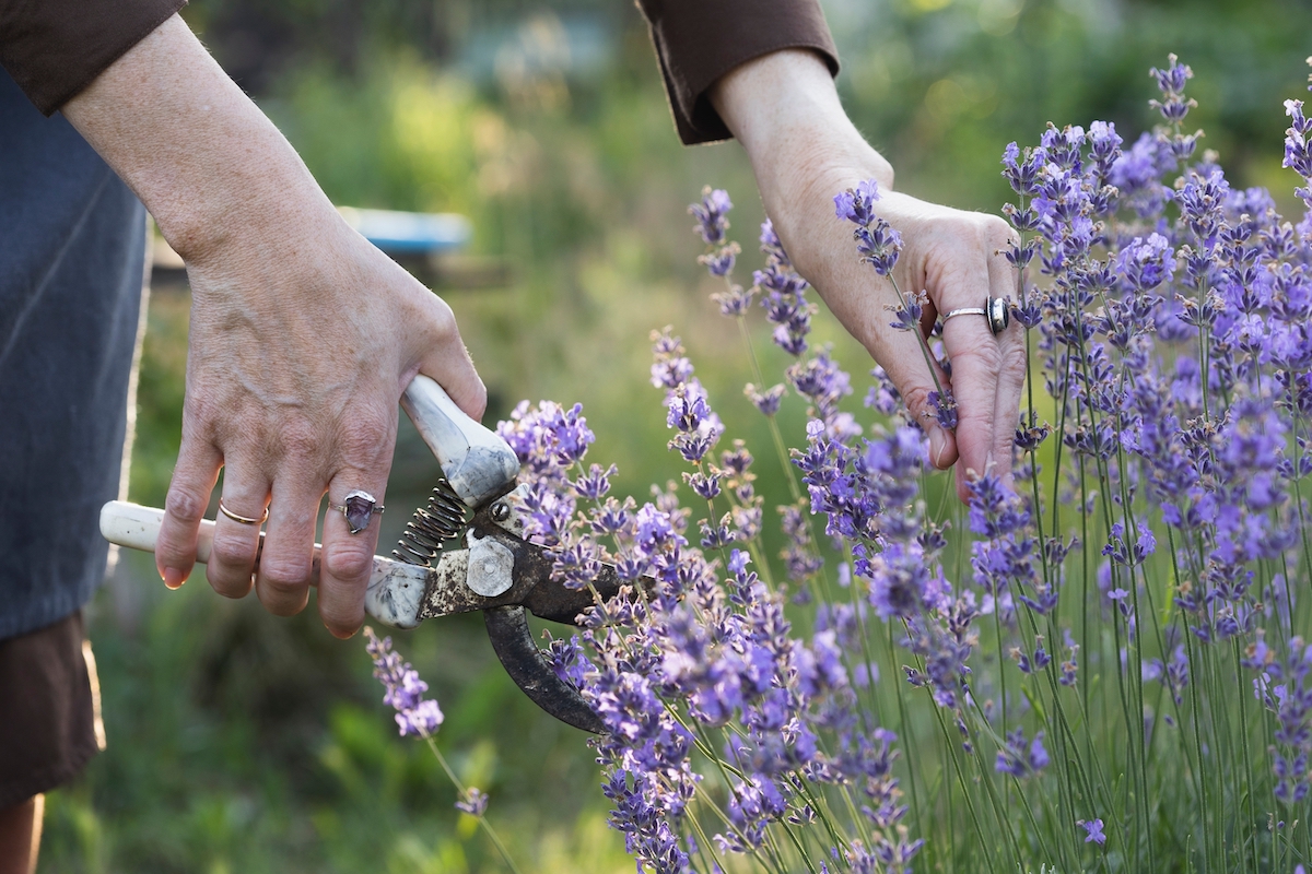 Schneiden Sie diese Woche Ihren Lavendel zurück – damit Sie sich bis Oktober an den Blüten erfreuen können