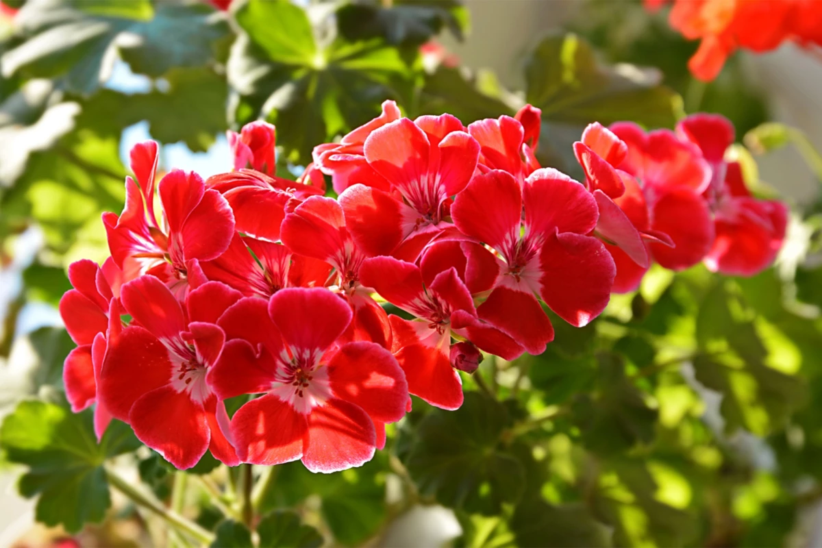 Drei ideale Blumen zum Einpflanzen in Töpfe im August und zum Schmücken von Balkonen