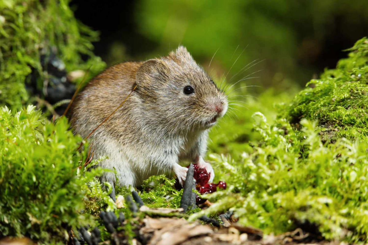 Stellen Sie es in der Nähe des Nestes auf. Ratten und Mäuse verschwinden schnell