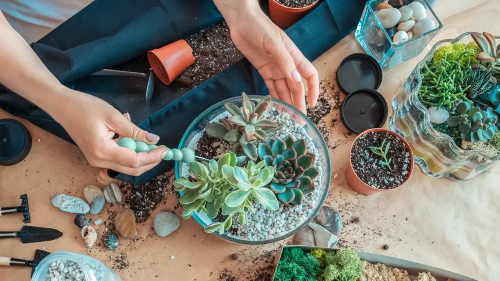 Wie man Sukkulenten in einem Terrarium, einem minimalistischen Garten, züchtet, in dem sie sich wohlfühlen und Ihr Zuhause verschönern