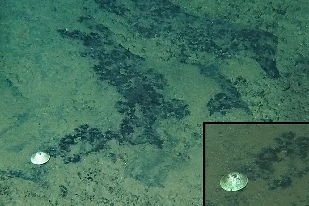 Tiefseeforschungsgerät entdeckt „riesiges“ Tier in 5922 Metern Tiefe im Pazifik