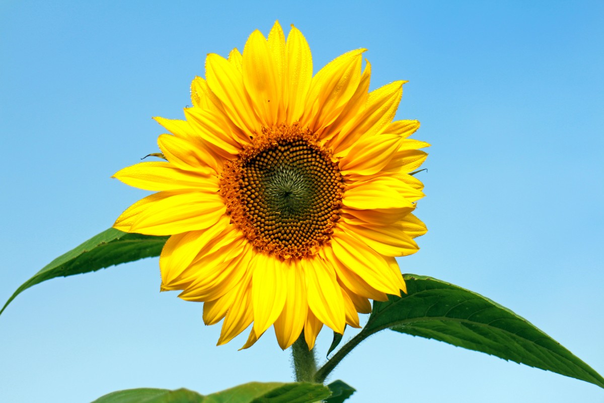 Drei ideale Pflanzen für die Pflanzung im August, die Ihren Garten im Sommer mit Blumen füllen Erfahren Sie, um welche Arten es sich handelt und welche Pflege sie benötigen.
