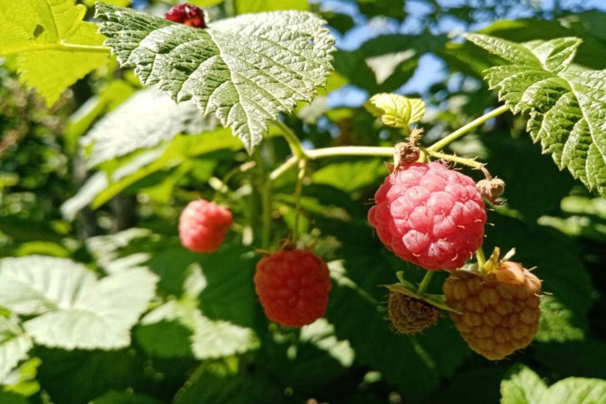 Nutzen Sie diesen cleveren Trick im August, um das Wachstum Ihrer Himbeeren zu fördern und bis zum Herbst Früchte zu ernten.