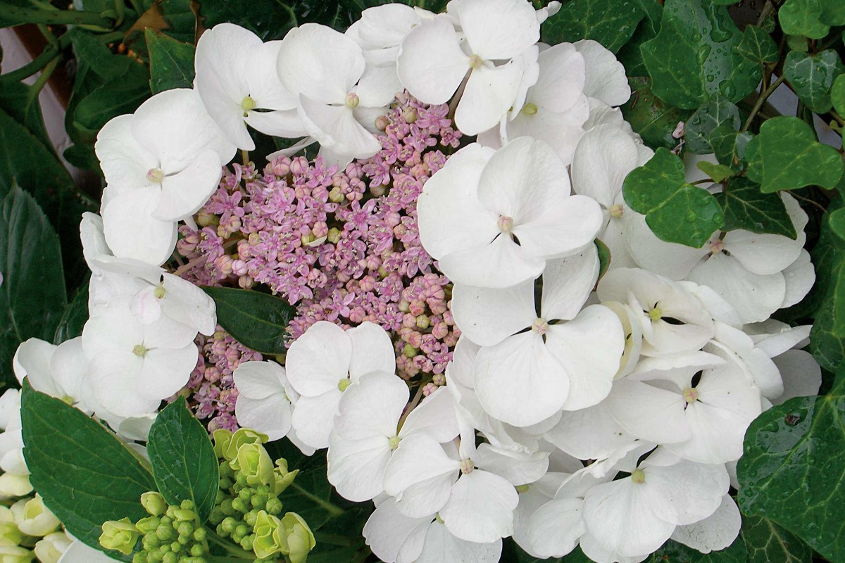Eine Schattenpflanze mit ungewöhnlichen Blüten. Die Moos-Hortensie erobert die Gärten.