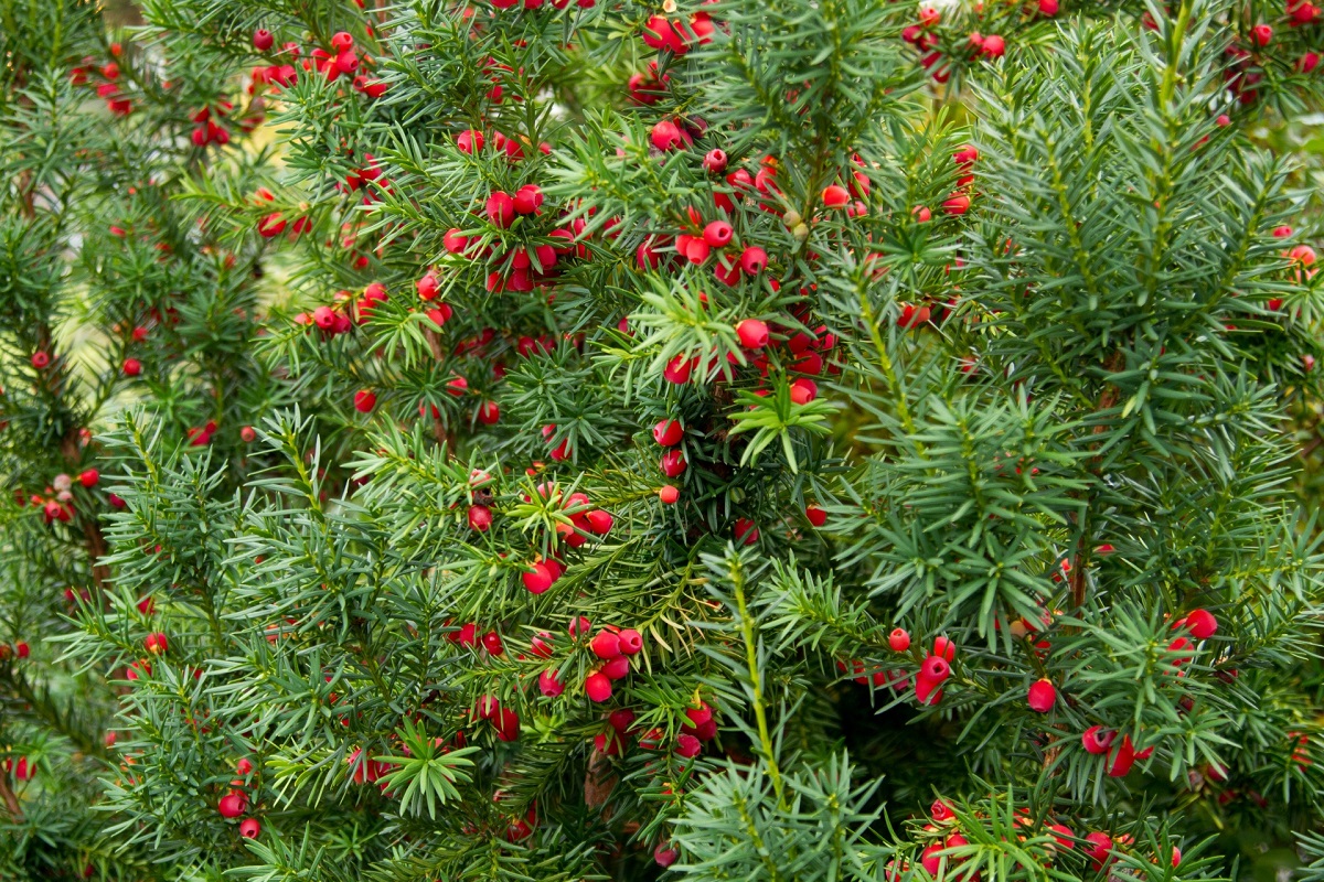 Pflanzen Sie statt Thuja lieber eine andere Pflanze. Sie sieht besser aus und ist weniger anspruchsvoll.