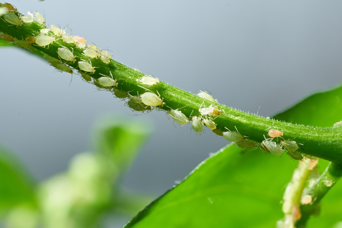 Dies ist eine zuverlässige Methode zur Schädlingsbekämpfung. Binden Sie ein gelbes Band um den Baum