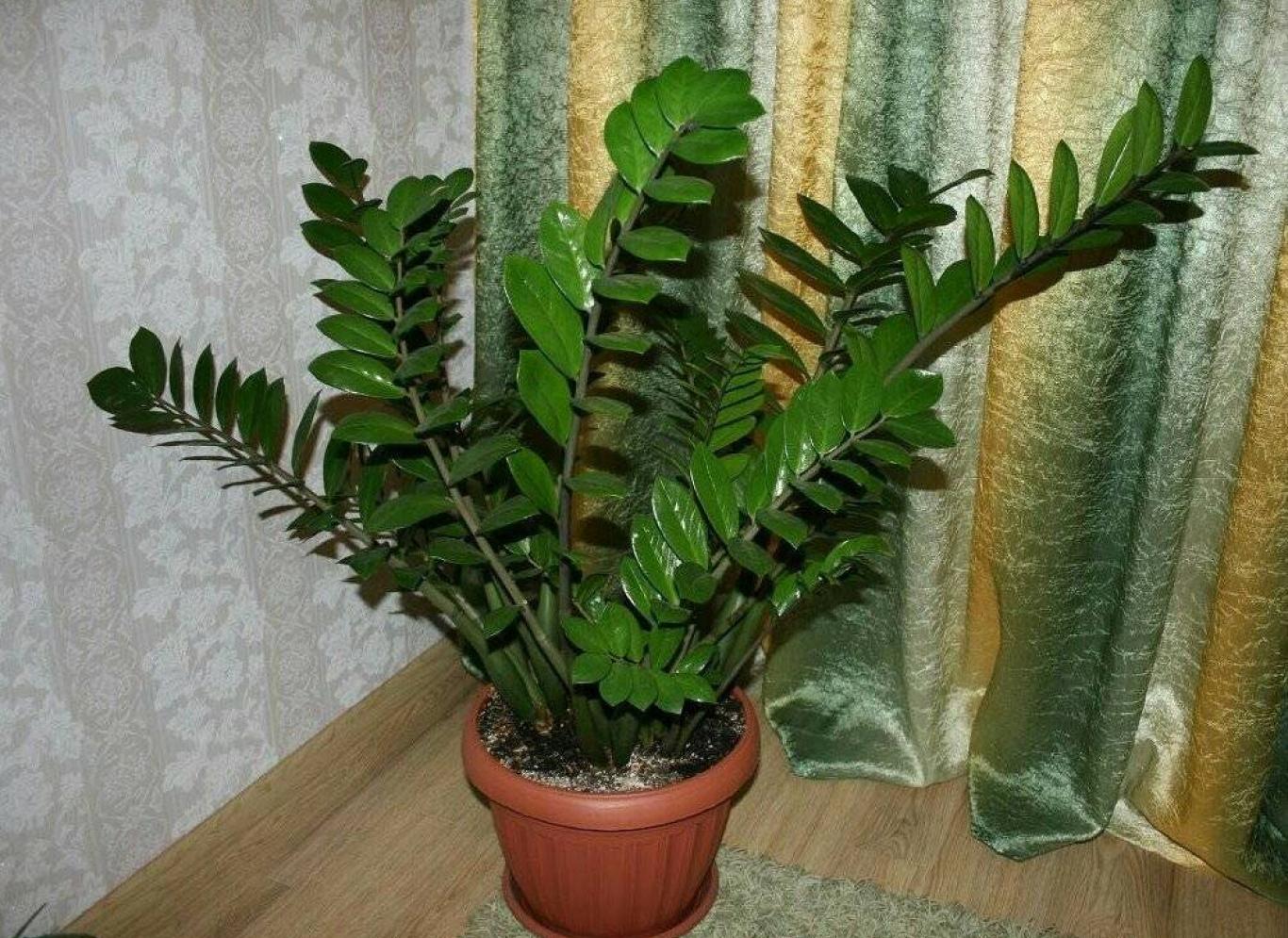 Zamioculcas ist sehr widerstandsfähig, aber ein einziger Fehler kann ihn zerstören. Das sollten Sie vermeiden