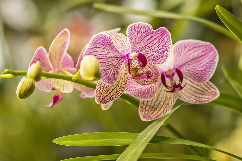 Garten: Wie man Orchideen aus einem Blatt mit Bier züchtet