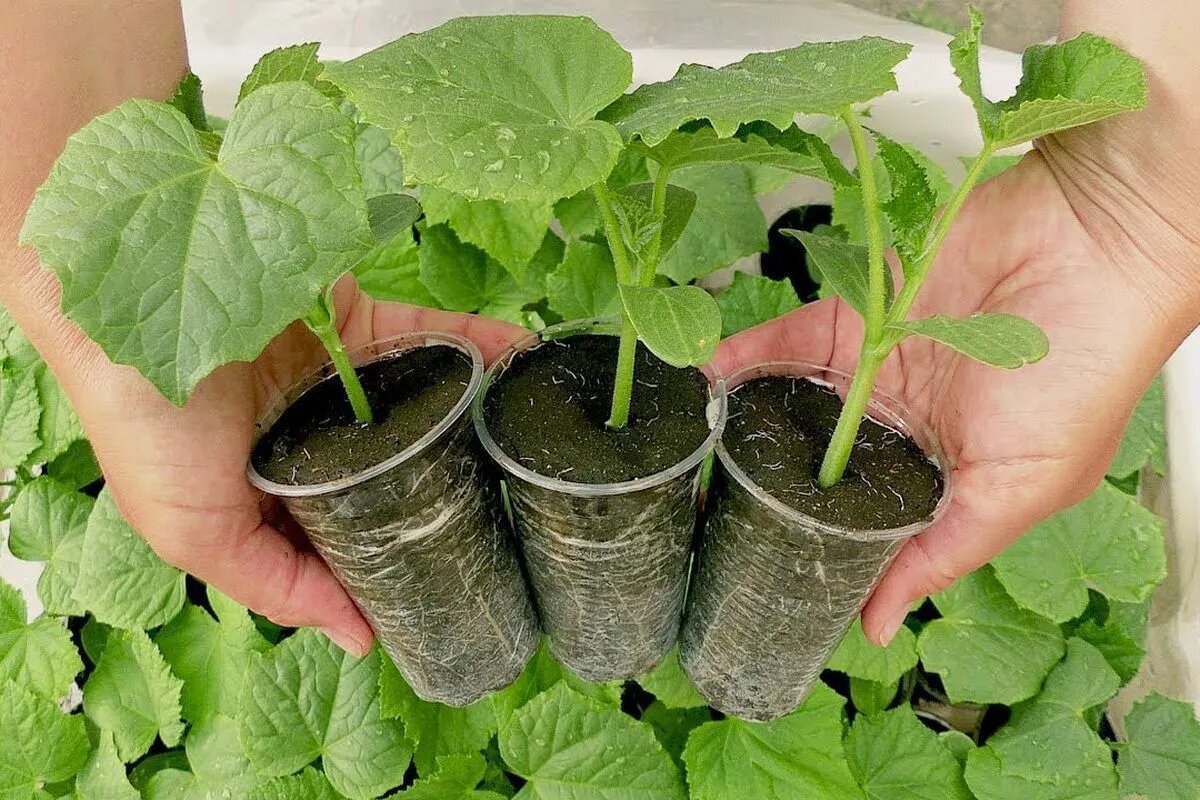 Pflanzen von Gurken im August: wichtige Tipps für eine erfolgreiche E
