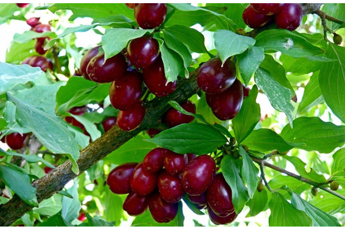 Eine der gesündesten Früchte der Welt. Wusstest du schon, dass sie Antioxidantien und Vitamin C hat?